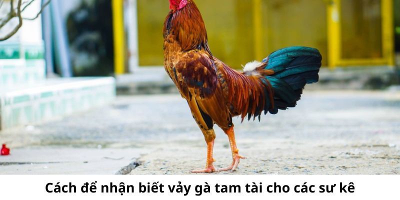 Cách nhận một số giống vảy gà tam tài 