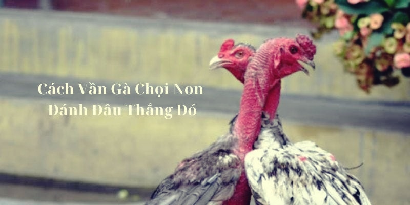 Cách vần đòn cho gà tơ hiệu quả