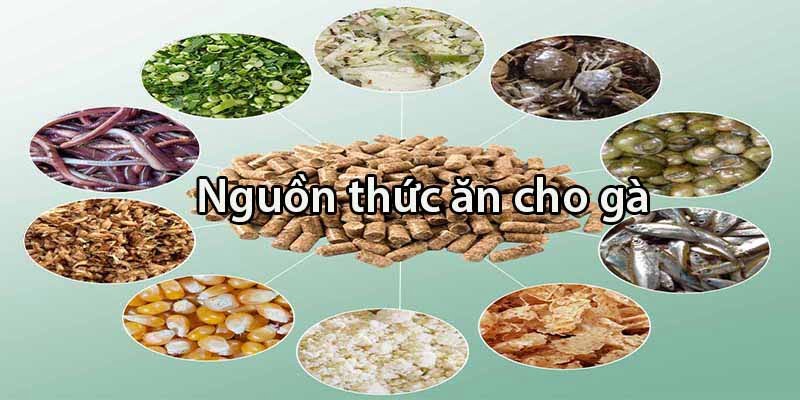 Chế độ ăn uống hợp lý